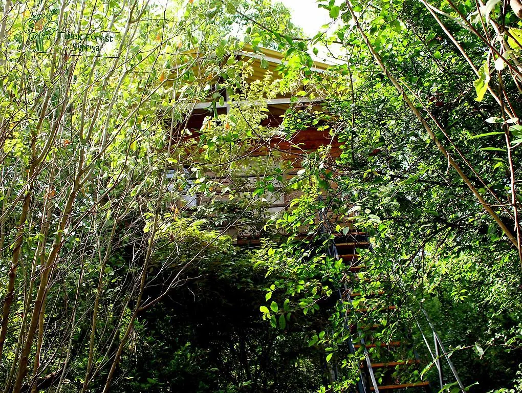The Thick Forest Sigirîya 0*,